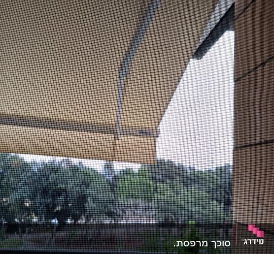 מרקיזות בצבע בז